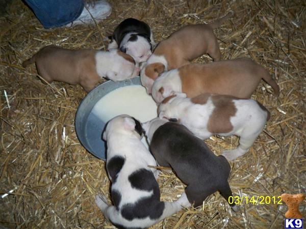 Puppies in Caro